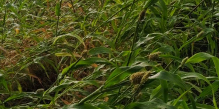 अवकाळी पावसाचा शेतकर्यांना दणका