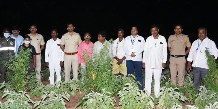 तीन लाख “गांजा”ची शेती उध्दवस्त