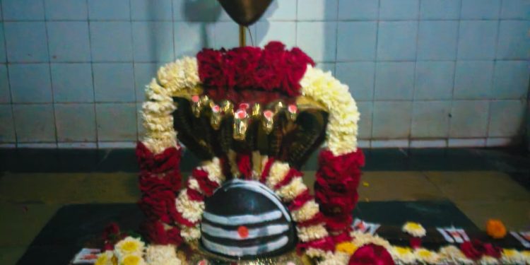 तात्या विंचू आणि गोरिला मंद्रूपमध्ये !