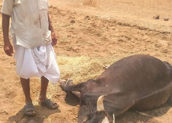 वीज पडून मंद्रूपमध्ये बैलाचे मृत्यू