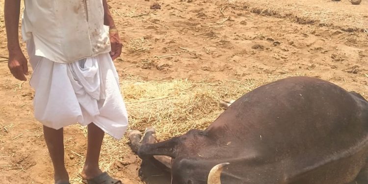 वीज पडून मंद्रूपमध्ये बैलाचे मृत्यू