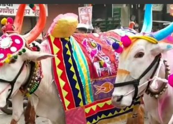 गाय व बैलांच्या ‘खांदेमळणी’साठी वरूणराजाची हजेरी