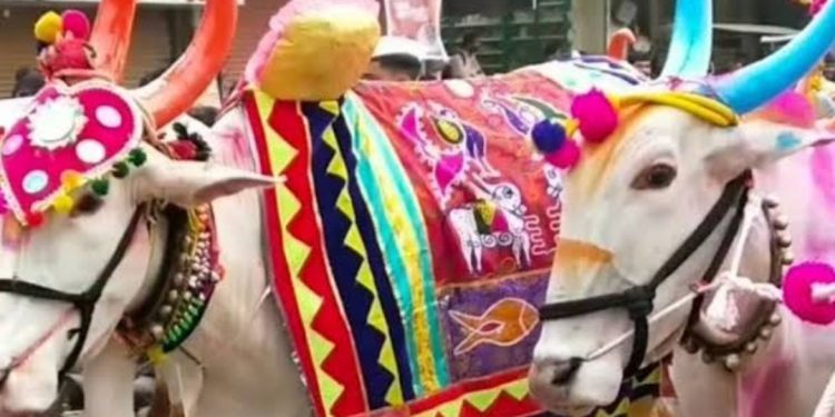 गाय व बैलांच्या ‘खांदेमळणी’साठी वरूणराजाची हजेरी