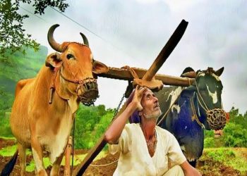 पेरणी केलात, पाऊस नाही. तर ३१ जुलैपर्यंत पीकविमा भरा