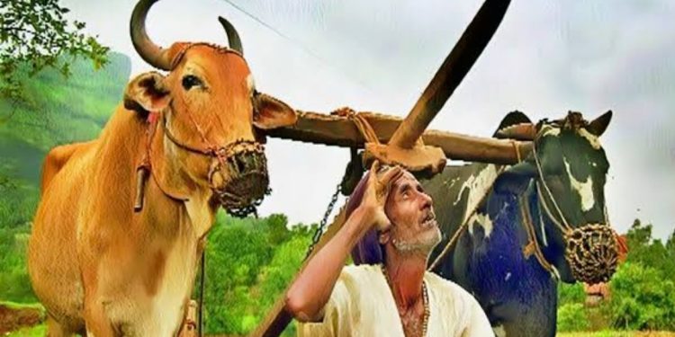 पेरणी केलात, पाऊस नाही. तर ३१ जुलैपर्यंत पीकविमा भरा