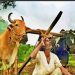 पेरणी केलात, पाऊस नाही. तर ३१ जुलैपर्यंत पीकविमा भरा