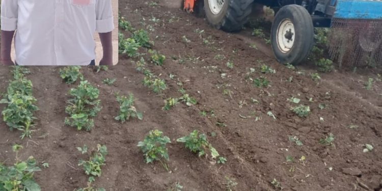 मंद्रूपमध्ये हतबल शेतकऱ्याने तीन एकर मुग व कोथिंबीरवर फिरवला रोटर,