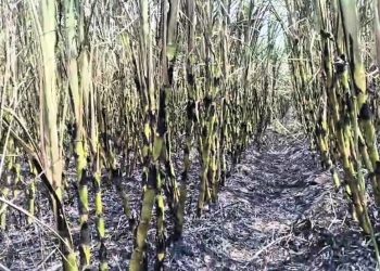 तोडणीला आलेला दोन एकर ऊस डोळ्यादेखत भस्मसात