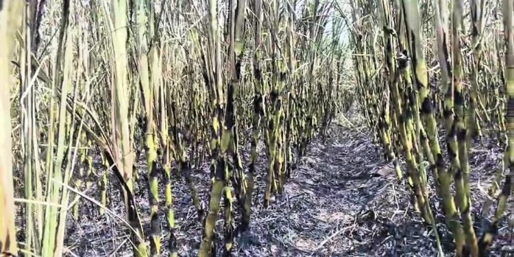 तोडणीला आलेला दोन एकर ऊस डोळ्यादेखत भस्मसात